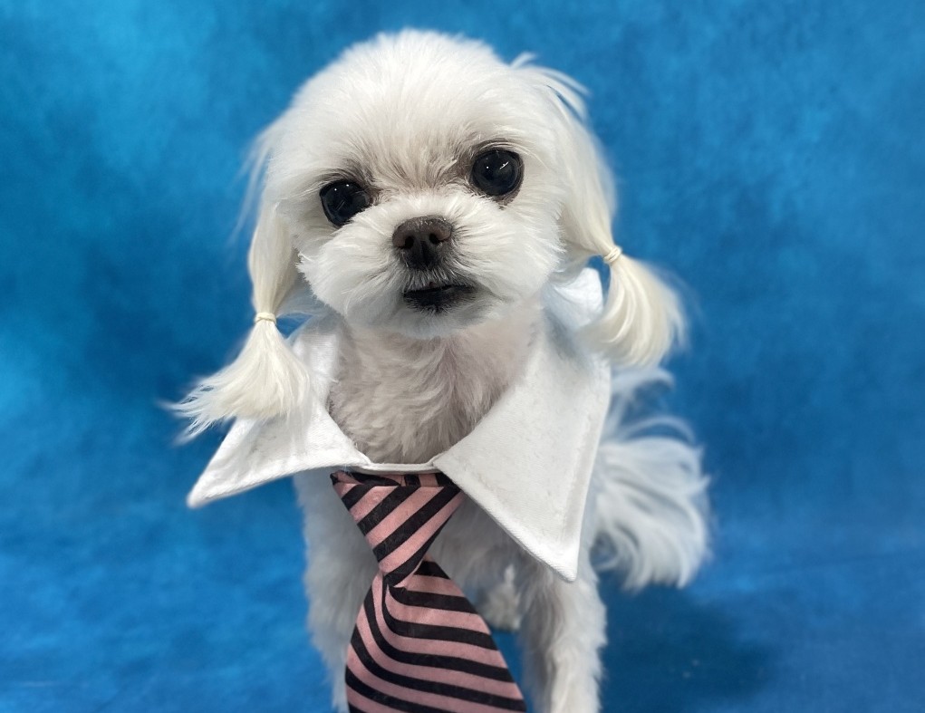 현대 비앤지 스틸 주가 (90) 사진